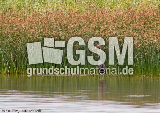 Purpurreiher (4 von 12).jpg